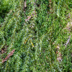Alleniella hymenodonta