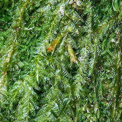 Lower Hutt, Stokes Valley. On Carpodetus serratus.<br>Photographer: Jeremy R. Rolfe, Date taken: 12/12/2017, Licence: <a target='_blank' href='https://creativecommons.org/licenses/by/4.0'>CC BY</a>. <a class='member-message' href='/nzpcn/why-join-nzpcn/' target='_blank'>Members can view a larger version of this image.</a>