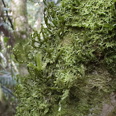 Lower Hutt, Stokes Valley.<br>Photographer: Jeremy R. Rolfe, Date taken: 02/11/2024, Licence: <a target='_blank' href='https://creativecommons.org/licenses/by/4.0'>CC BY</a>. <a class='member-message' href='/nzpcn/why-join-nzpcn/' target='_blank'>Members can view a larger version of this image.</a>