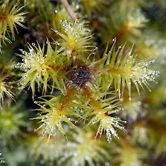 Breutelia affinis