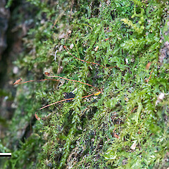 Calomnion complanatum