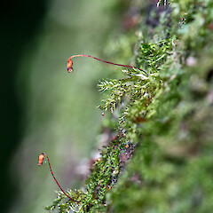 Lower Hutt, Stokes Valley.<br>Photographer: Jeremy R. Rolfe, Date taken: 12/12/2017, Licence: <a target='_blank' href='https://creativecommons.org/licenses/by/4.0'>CC BY</a>. <a class='member-message' href='/nzpcn/why-join-nzpcn/' target='_blank'>Members can view a larger version of this image.</a>