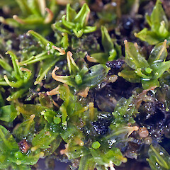 Northland, Te Paki.<br>Photographer: Jeremy R. Rolfe, Date taken: 15/11/2010, Licence: <a target='_blank' href='https://creativecommons.org/licenses/by/4.0'>CC BY</a>. <a class='member-message' href='/nzpcn/why-join-nzpcn/' target='_blank'>Members can view a larger version of this image.</a>