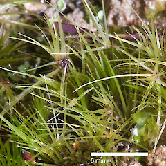 Campylopus clavatus