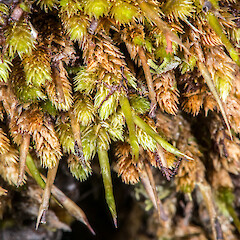 Erua Forest, Tupapakurua Falls track.<br>Photographer: Jeremy R. Rolfe, Date taken: 24/11/2013, Licence: <a target='_blank' href='https://creativecommons.org/licenses/by/4.0'>CC BY</a>. <a class='member-message' href='/nzpcn/why-join-nzpcn/' target='_blank'>Members can view a larger version of this image.</a>