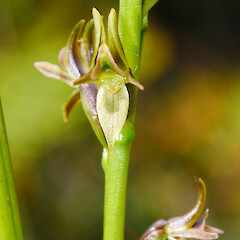 Showing dorsal sepal detail.<br>Photographer: Matt Ward, Date taken: 27/12/2021, Licence: <a target='_blank' href='https://creativecommons.org/licenses/by-nc/4.0'>CC BY-NC</a>. <a class='member-message' href='/nzpcn/why-join-nzpcn/' target='_blank'>Members can view a larger version of this image.</a>
