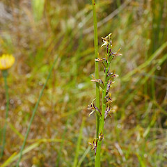 Growing in wetland near Ohakune, North Island.<br>Photographer: Matt Ward, Date taken: 27/12/2021, Licence: <a target='_blank' href='https://creativecommons.org/licenses/by-nc/4.0'>CC BY-NC</a>. <a class='member-message' href='/nzpcn/why-join-nzpcn/' target='_blank'>Members can view a larger version of this image.</a>