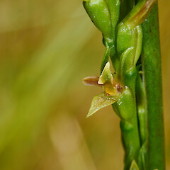 In wetland near Horopito, Central Plateau, North Island.<br>Photographer: Matt Ward, Date taken: 07/01/2022, Licence: <a target='_blank' href='https://creativecommons.org/licenses/by-nc/4.0'>CC BY-NC</a>. <a class='member-message' href='/nzpcn/why-join-nzpcn/' target='_blank'>Members can view a larger version of this image.</a>