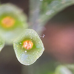Photographer: Joseph Knight, Licence: <a target='_blank' href='https://creativecommons.org/licenses/by-nc/4.0'>CC BY-NC</a>.