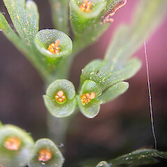Photographer: Joseph Knight, Licence: <a target='_blank' href='https://creativecommons.org/licenses/by-nc/4.0'>CC BY-NC</a>.