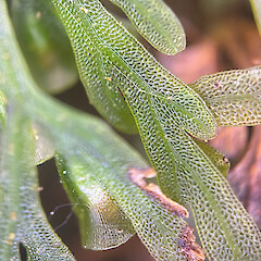 Photographer: Joseph Knight, Licence: <a target='_blank' href='https://creativecommons.org/licenses/by-nc/4.0'>CC BY-NC</a>.
