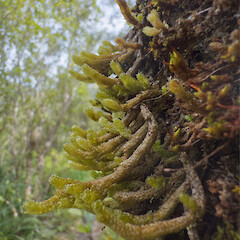 Cladomnion ericoides