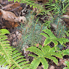 Lower Hutt, Stokes Valley.<br>Photographer: Jeremy R. Rolfe, Date taken: 05/05/2013, Licence: <a target='_blank' href='https://creativecommons.org/licenses/by/4.0'>CC BY</a>. <a class='member-message' href='/nzpcn/why-join-nzpcn/' target='_blank'>Members can view a larger version of this image.</a>