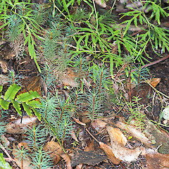 Lower Hutt, Stokes Valley.<br>Photographer: Jeremy R. Rolfe, Date taken: 05/05/2013, Licence: <a target='_blank' href='https://creativecommons.org/licenses/by/4.0'>CC BY</a>. <a class='member-message' href='/nzpcn/why-join-nzpcn/' target='_blank'>Members can view a larger version of this image.</a>