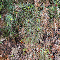 Erua Forest, Tupapakurua Falls Track.<br>Photographer: Jeremy R. Rolfe, Date taken: 24/11/2013, Licence: <a target='_blank' href='https://creativecommons.org/licenses/by/4.0'>CC BY</a>. <a class='member-message' href='/nzpcn/why-join-nzpcn/' target='_blank'>Members can view a larger version of this image.</a>