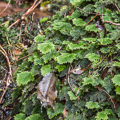 Lower Hutt, western Hutt Hills.<br>Photographer: Jeremy R. Rolfe, Date taken: 29/09/2013, Licence: <a target='_blank' href='https://creativecommons.org/licenses/by/4.0'>CC BY</a>. <a class='member-message' href='/nzpcn/why-join-nzpcn/' target='_blank'>Members can view a larger version of this image.</a>