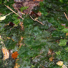 Lower Hutt, Naenae.<br>Photographer: Jeremy R. Rolfe, Date taken: 18/05/2013, Licence: <a target='_blank' href='https://creativecommons.org/licenses/by/4.0'>CC BY</a>. <a class='member-message' href='/nzpcn/why-join-nzpcn/' target='_blank'>Members can view a larger version of this image.</a>