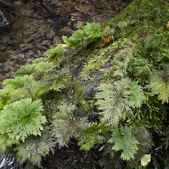 Lower Hutt, Stokes Valley.<br>Photographer: Jeremy R. Rolfe, Date taken: 23/08/2024, Licence: <a target='_blank' href='https://creativecommons.org/licenses/by/4.0'>CC BY</a>. <a class='member-message' href='/nzpcn/why-join-nzpcn/' target='_blank'>Members can view a larger version of this image.</a>