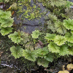 Lower Hutt, Stokes Valley.<br>Photographer: Jeremy R. Rolfe, Date taken: 23/08/2024, Licence: <a target='_blank' href='https://creativecommons.org/licenses/by/4.0'>CC BY</a>. <a class='member-message' href='/nzpcn/why-join-nzpcn/' target='_blank'>Members can view a larger version of this image.</a>