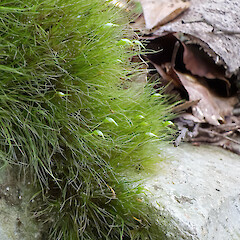 Lower Hutt, Stokes Valley.<br>Photographer: Jeremy R. Rolfe, Date taken: 03/11/2024, Licence: <a target='_blank' href='https://creativecommons.org/licenses/by/4.0'>CC BY</a>. <a class='member-message' href='/nzpcn/why-join-nzpcn/' target='_blank'>Members can view a larger version of this image.</a>