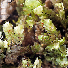Distichophyllum rotundifolium