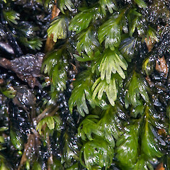 Te Paki.<br>Photographer: Jeremy R. Rolfe, Date taken: 22/10/2009, Licence: <a target='_blank' href='https://creativecommons.org/licenses/by/4.0'>CC BY</a>. <a class='member-message' href='/nzpcn/why-join-nzpcn/' target='_blank'>Members can view a larger version of this image.</a>