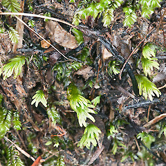 Te Paki.<br>Photographer: Jeremy R. Rolfe, Date taken: 22/09/2011, Licence: <a target='_blank' href='https://creativecommons.org/licenses/by/4.0'>CC BY</a>. <a class='member-message' href='/nzpcn/why-join-nzpcn/' target='_blank'>Members can view a larger version of this image.</a>