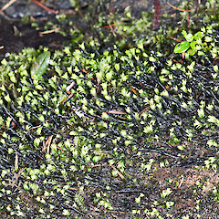 Te Paki.<br>Photographer: Jeremy R. Rolfe, Date taken: 22/09/2011, Licence: <a target='_blank' href='https://creativecommons.org/licenses/by/4.0'>CC BY</a>. <a class='member-message' href='/nzpcn/why-join-nzpcn/' target='_blank'>Members can view a larger version of this image.</a>