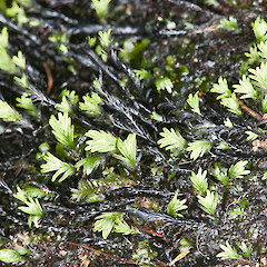 Te Paki.<br>Photographer: Jeremy R. Rolfe, Date taken: 22/09/2011, Licence: <a target='_blank' href='https://creativecommons.org/licenses/by/4.0'>CC BY</a>. <a class='member-message' href='/nzpcn/why-join-nzpcn/' target='_blank'>Members can view a larger version of this image.</a>