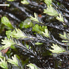 Te Paki.<br>Photographer: Jeremy R. Rolfe, Date taken: 22/09/2011, Licence: <a target='_blank' href='https://creativecommons.org/licenses/by/4.0'>CC BY</a>. <a class='member-message' href='/nzpcn/why-join-nzpcn/' target='_blank'>Members can view a larger version of this image.</a>