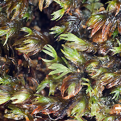 Fissidens leptocladus