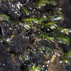 Te Paki.<br>Photographer: Jeremy R. Rolfe, Date taken: 22/10/2009, Licence: <a target='_blank' href='https://creativecommons.org/licenses/by/4.0'>CC BY</a>. <a class='member-message' href='/nzpcn/why-join-nzpcn/' target='_blank'>Members can view a larger version of this image.</a>
