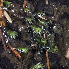Te Paki.<br>Photographer: Jeremy R. Rolfe, Date taken: 22/10/2009, Licence: <a target='_blank' href='https://creativecommons.org/licenses/by/4.0'>CC BY</a>. <a class='member-message' href='/nzpcn/why-join-nzpcn/' target='_blank'>Members can view a larger version of this image.</a>