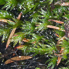 Te Paki.<br>Photographer: Jeremy R. Rolfe, Date taken: 22/09/2011, Licence: <a target='_blank' href='https://creativecommons.org/licenses/by/4.0'>CC BY</a>. <a class='member-message' href='/nzpcn/why-join-nzpcn/' target='_blank'>Members can view a larger version of this image.</a>