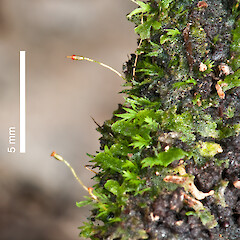 Fissidens tenellus var. australiensis