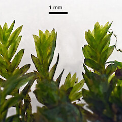 Auckland.<br>Photographer: Jeremy R. Rolfe, Date taken: 03/12/2011, Licence: <a target='_blank' href='https://creativecommons.org/licenses/by/4.0'>CC BY</a>. <a class='member-message' href='/nzpcn/why-join-nzpcn/' target='_blank'>Members can view a larger version of this image.</a>