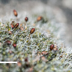 Grimmia pulvinata var. africana