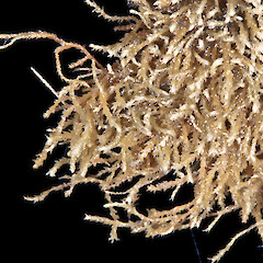 Mayor Island / Tuhua from a specimen collected by PJ de Lange.<br>Photographer: Jeremy R. Rolfe, Date taken: 10/02/2012, Licence: <a target='_blank' href='https://creativecommons.org/licenses/by/4.0'>CC BY</a>. <a class='member-message' href='/nzpcn/why-join-nzpcn/' target='_blank'>Members can view a larger version of this image.</a>