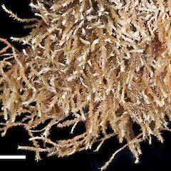 Mayor Island / Tuhua from a specimen collected by PJ de Lange.<br>Photographer: Jeremy R. Rolfe, Date taken: 10/02/2012, Licence: <a target='_blank' href='https://creativecommons.org/licenses/by/4.0'>CC BY</a>. <a class='member-message' href='/nzpcn/why-join-nzpcn/' target='_blank'>Members can view a larger version of this image.</a>