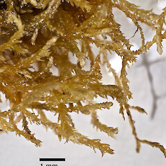 Mayor Island / Tuhua from a specimen collected by PJ de Lange.<br>Photographer: Jeremy R. Rolfe, Date taken: 10/02/2012, Licence: <a target='_blank' href='https://creativecommons.org/licenses/by/4.0'>CC BY</a>. <a class='member-message' href='/nzpcn/why-join-nzpcn/' target='_blank'>Members can view a larger version of this image.</a>