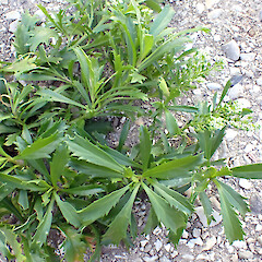 Ex. Cult. Lepidium panniforme, Te One, former Department of Conservation Office Grounds.<br>Photographer: Peter J de Lange, Date taken: 03/02/2025, Licence: <a target='_blank' href='https://creativecommons.org/licenses/by/4.0'>CC BY</a>. <a class='member-message' href='/nzpcn/why-join-nzpcn/' target='_blank'>Members can view a larger version of this image.</a>