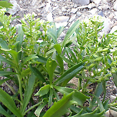 Ex. Cult. Lepidium panniforme, inflorescences within flowers and immature silicles Te One, former Department of Conservation Office Grounds.<br>Photographer: Peter J de Lange, Date taken: 03/02/2025, Licence: <a target='_blank' href='https://creativecommons.org/licenses/by/4.0'>CC BY</a>. <a class='member-message' href='/nzpcn/why-join-nzpcn/' target='_blank'>Members can view a larger version of this image.</a>