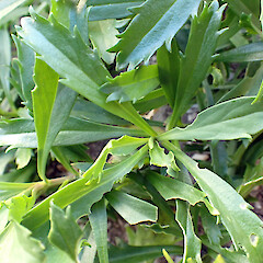 Ex. Cult. Lepidium panniforme foliage, Te One, former Department of Conservation Office Grounds.<br>Photographer: Peter J de Lange, Date taken: 03/02/2025, Licence: <a target='_blank' href='https://creativecommons.org/licenses/by/4.0'>CC BY</a>. <a class='member-message' href='/nzpcn/why-join-nzpcn/' target='_blank'>Members can view a larger version of this image.</a>