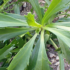 Ex. Cult. Lepidium panniforme, close up of foliage, Te One, former Department of Conservation Office Grounds.<br>Photographer: Peter J de Lange, Date taken: 03/02/2025, Licence: <a target='_blank' href='https://creativecommons.org/licenses/by/4.0'>CC BY</a>. <a class='member-message' href='/nzpcn/why-join-nzpcn/' target='_blank'>Members can view a larger version of this image.</a>