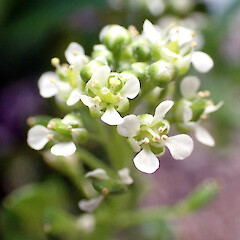 Ex. Cult. Lepidium panniforme inflorescence showinf flowers and flower buds, Te One, former Department of Conservation Office Grounds.<br>Photographer: Peter J de Lange, Date taken: 03/02/2025, Licence: <a target='_blank' href='https://creativecommons.org/licenses/by/4.0'>CC BY</a>. <a class='member-message' href='/nzpcn/why-join-nzpcn/' target='_blank'>Members can view a larger version of this image.</a>