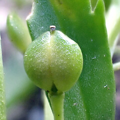 Ex. Cult. Lepidium panniforme immature silicle showing apical notching, Te One, former Department of Conservation Office Grounds.<br>Photographer: Peter J de Lange, Date taken: 03/02/2025, Licence: <a target='_blank' href='https://creativecommons.org/licenses/by/4.0'>CC BY</a>. <a class='member-message' href='/nzpcn/why-join-nzpcn/' target='_blank'>Members can view a larger version of this image.</a>