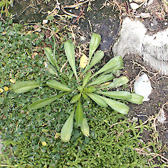 Rosette leaves of Lepidium oligodontum growing in a seal colony, Te Wakaru Island, Rekohu | Wharekauri | Chatham Island.<br>Photographer: Peter J de Lange, Date taken: 30/01/2025, Licence: <a target='_blank' href='https://creativecommons.org/licenses/by/4.0'>CC BY</a>. <a class='member-message' href='/nzpcn/why-join-nzpcn/' target='_blank'>Members can view a larger version of this image.</a>