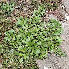 Flowering and fruiting Lepidium oligodontum growing in a seal colony, Te Wakaru Island, Rekohu | Wharekauri | Chatham Island.<br>Photographer: Peter J de Lange, Date taken: 30/01/2025, Licence: <a target='_blank' href='https://creativecommons.org/licenses/by/4.0'>CC BY</a>. <a class='member-message' href='/nzpcn/why-join-nzpcn/' target='_blank'>Members can view a larger version of this image.</a>
