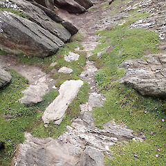 Lepidium oligodontum plants growing with Disphyma papillatum and Chenopodium trigonon subsp. trigonon in a seal colony, Te Wakaru Island, Rekohu | Wharekauri | Chatham Island.<br>Photographer: Peter J de Lange, Date taken: 30/01/2025, Licence: <a target='_blank' href='https://creativecommons.org/licenses/by/4.0'>CC BY</a>. <a class='member-message' href='/nzpcn/why-join-nzpcn/' target='_blank'>Members can view a larger version of this image.</a>