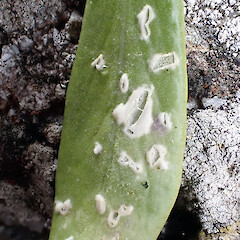 Albugo lepidii infection on the rosette leaves of Lepidium oligodontum growing in a seal colony, Te Wakaru Island, Rekohu | Wharekauri | Chatham Island.<br>Photographer: Peter J de Lange, Date taken: 30/01/2025, Licence: <a target='_blank' href='https://creativecommons.org/licenses/by/4.0'>CC BY</a>. <a class='member-message' href='/nzpcn/why-join-nzpcn/' target='_blank'>Members can view a larger version of this image.</a>